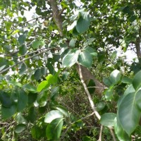 Holoptelea integrifolia (Roxb.) Planch.